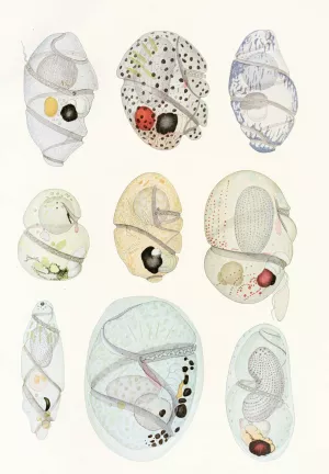 The free-living unarmored dinoflagellata 11 by Charles Atwood Kofoid Oil Painting
