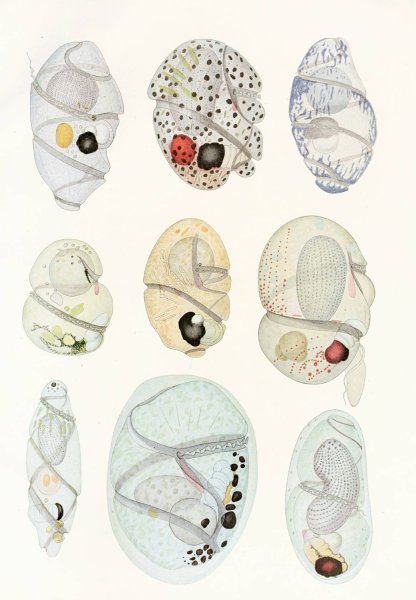 Main Product Photo of The free-living unarmored dinoflagellata 11  Painting by Charles Atwood Kofoid