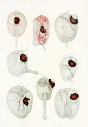 The free-living unarmored dinoflagellata 12 by Charles Atwood Kofoid Oil Painting