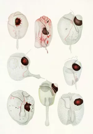 The free-living unarmored dinoflagellata 12 Oil painting by Charles Atwood Kofoid