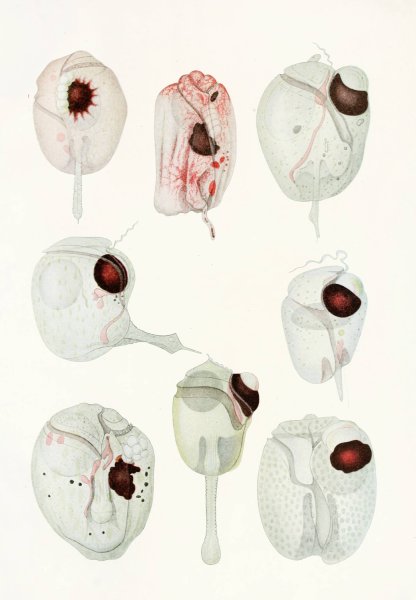 Main Product Photo of The free-living unarmored dinoflagellata 12  Painting by Charles Atwood Kofoid