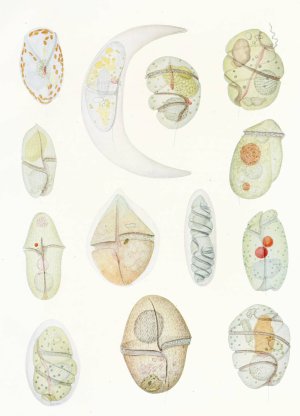 The free-living unarmored dinoflagellata 2 by Charles Atwood Kofoid Oil Painting