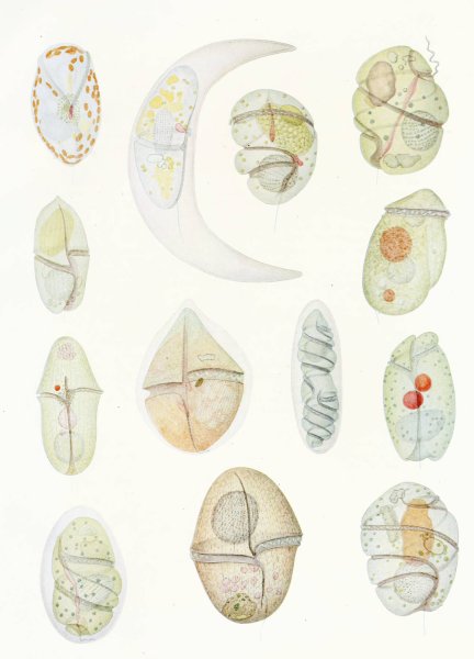 Main Product Photo of The free-living unarmored dinoflagellata 2  Painting by Charles Atwood Kofoid