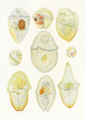 The free-living unarmored dinoflagellata 3 by Charles Atwood Kofoid Oil Painting