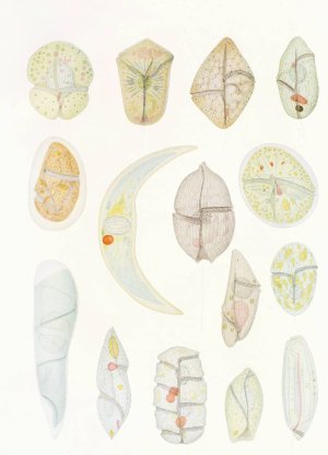The free-living unarmored dinoflagellata 4 by Charles Atwood Kofoid Oil Painting