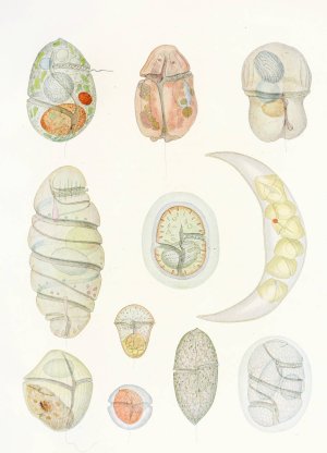 The free-living unarmored dinoflagellata 5 by Charles Atwood Kofoid Oil Painting