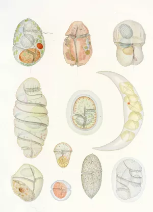The free-living unarmored dinoflagellata 5 Oil painting by Charles Atwood Kofoid