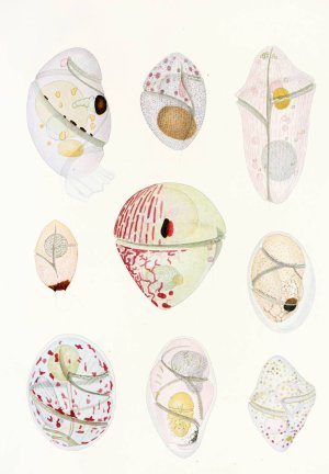 The free-living unarmored dinoflagellata 6 by Charles Atwood Kofoid Oil Painting