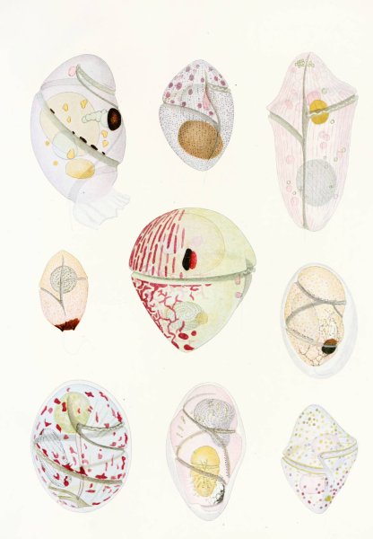 Main Product Photo of The free-living unarmored dinoflagellata 6  Painting by Charles Atwood Kofoid