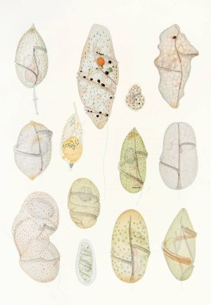 The free-living unarmored dinoflagellata 7 by Charles Atwood Kofoid Oil Painting