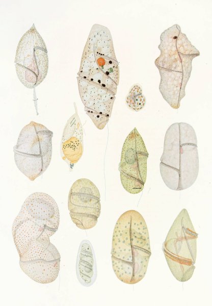 Main Product Photo of The free-living unarmored dinoflagellata 7  Painting by Charles Atwood Kofoid