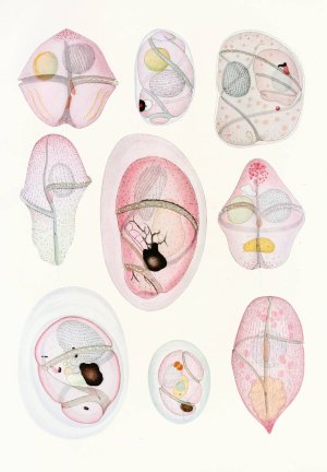 The free-living unarmored dinoflagellata 8 by Charles Atwood Kofoid Oil Painting