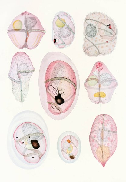Main Product Photo of The free-living unarmored dinoflagellata 8  Painting by Charles Atwood Kofoid