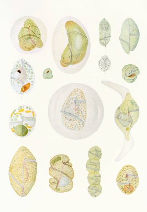 The free-living unarmored dinoflagellata 9 by Charles Atwood Kofoid Oil Painting
