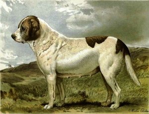 Fred Grahams Smooth St. Bernard Abbess