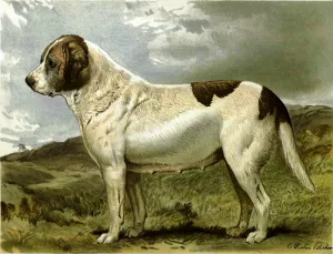 Fred Grahams Smooth St. Bernard Abbess by Charles Burton Barber - Oil Painting Reproduction