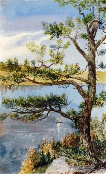 Main Product Photo of Tree and Sailboat, Lyme, Connecticut Painting by Charles De Wolf Brownell