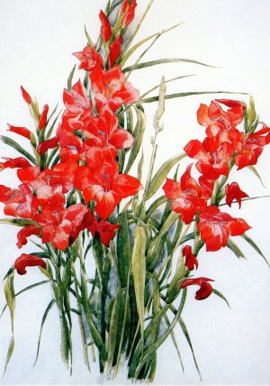 Gladiolus Oil painting by Charles Demuth