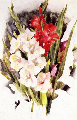 Gladiolus