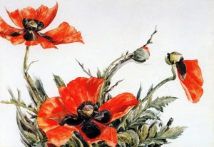 Red Poppies