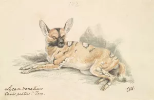 African Wild Dog by Charles Hamilton Smith Oil Painting