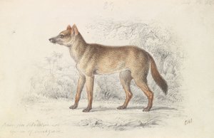 Aguara Dog of the Woods by Charles Hamilton Smith Oil Painting