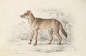 Aguara Dog of the Woods by Charles Hamilton Smith Oil Painting