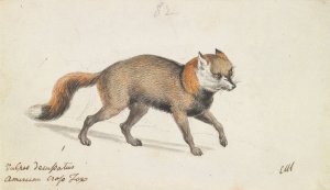 American Cross-Fox by Charles Hamilton Smith Oil Painting