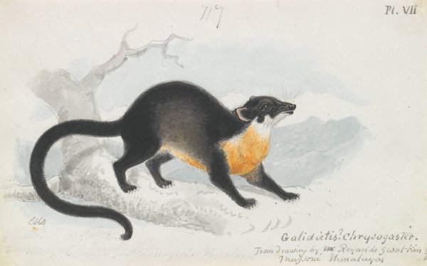 Main Product Photo of Asian Palm Civet  Painting by Charles Hamilton Smith
