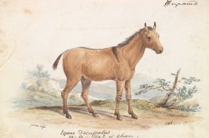 Asinus Hippagrus The Yo-To-Tze Oil painting by Charles Hamilton Smith