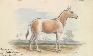 Asinus Onager Horse Oil painting by Charles Hamilton Smith