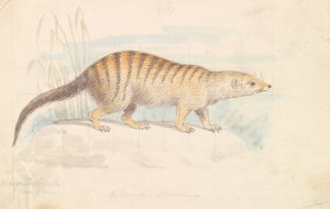 Banded Mongoose by Charles Hamilton Smith Oil Painting