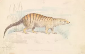 Banded Mongoose by Charles Hamilton Smith Oil Painting