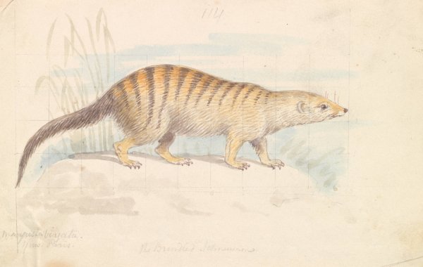 Banded Mongoose  by Charles Hamilton Smith - Hand-Painted Oil Painting Reproduction