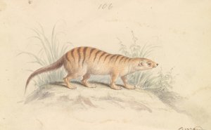 Banded Mongoose by Charles Hamilton Smith Oil Painting