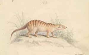 Banded Mongoose Oil painting by Charles Hamilton Smith