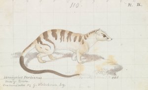 Banded Palm Civet by Charles Hamilton Smith Oil Painting