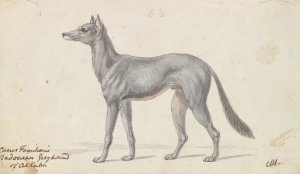 Bedouin Grayhound of Akkaba by Charles Hamilton Smith Oil Painting