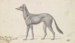 Bedouin Grayhound of Akkaba Oil painting by Charles Hamilton Smith