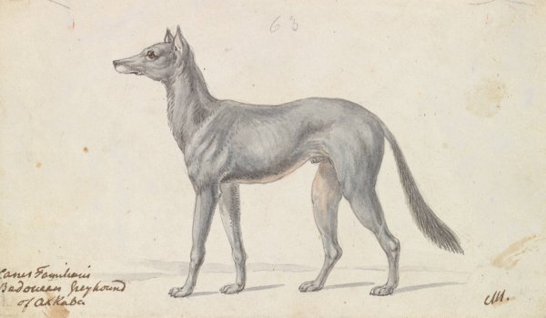 Bedouin Grayhound of Akkaba  by Charles Hamilton Smith - Hand-Painted Oil Painting Reproduction