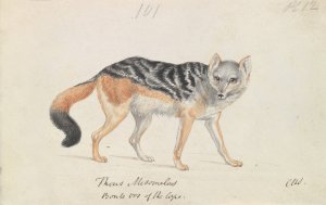Black-Backed Jackal by Charles Hamilton Smith Oil Painting