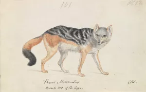 Black-Backed Jackal by Charles Hamilton Smith Oil Painting