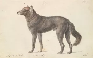 Black Wolf by Charles Hamilton Smith Oil Painting