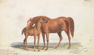 Brood Mare and Third Foal, with Marks of Quagga by Charles Hamilton Smith Oil Painting