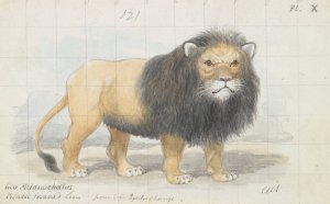Cape Lion by Charles Hamilton Smith Oil Painting