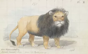 Cape Lion by Charles Hamilton Smith Oil Painting