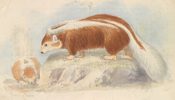 Chili Skunk by Charles Hamilton Smith - Hand-Painted Oil Painting Reproduction