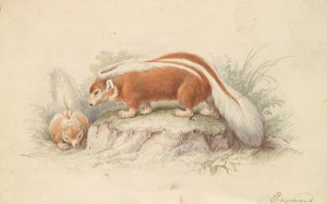 Chili Skunk Oil painting by Charles Hamilton Smith