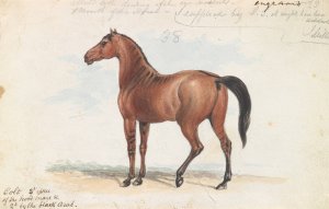 Colt Third Issue of Brood Mare and Second by the Black Arab by Charles Hamilton Smith Oil Painting