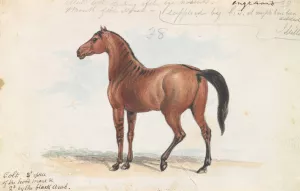 Colt Third Issue of Brood Mare and Second by the Black Arab by Charles Hamilton Smith Oil Painting